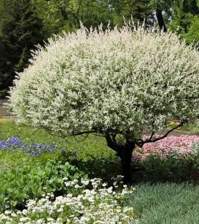 Salix-integra-Hakuro-Nishiki-tarkalevelu-japan-fuz