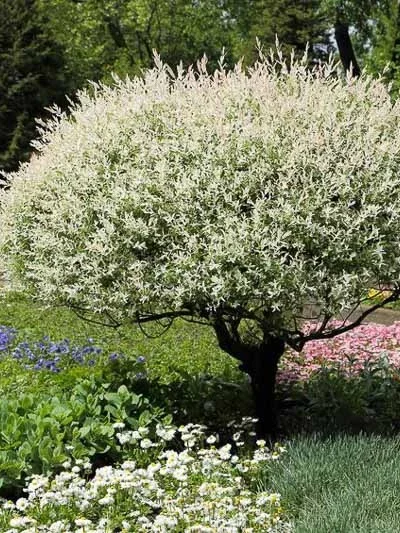 Salix-integra-Hakuro-Nishiki-tarkalevelu-japan-fuz