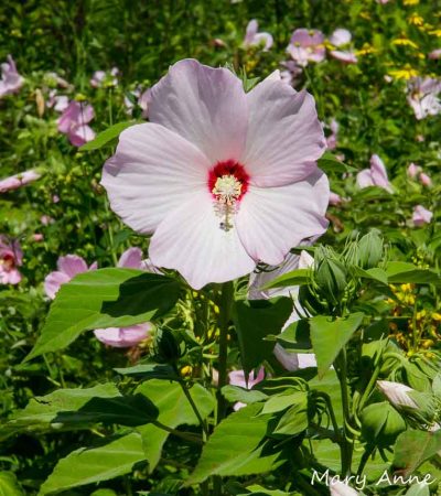 mocsári hibiszkusz