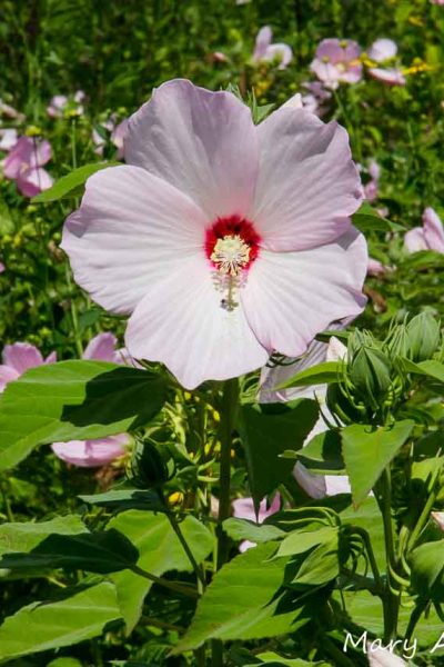 mocsári hibiszkusz