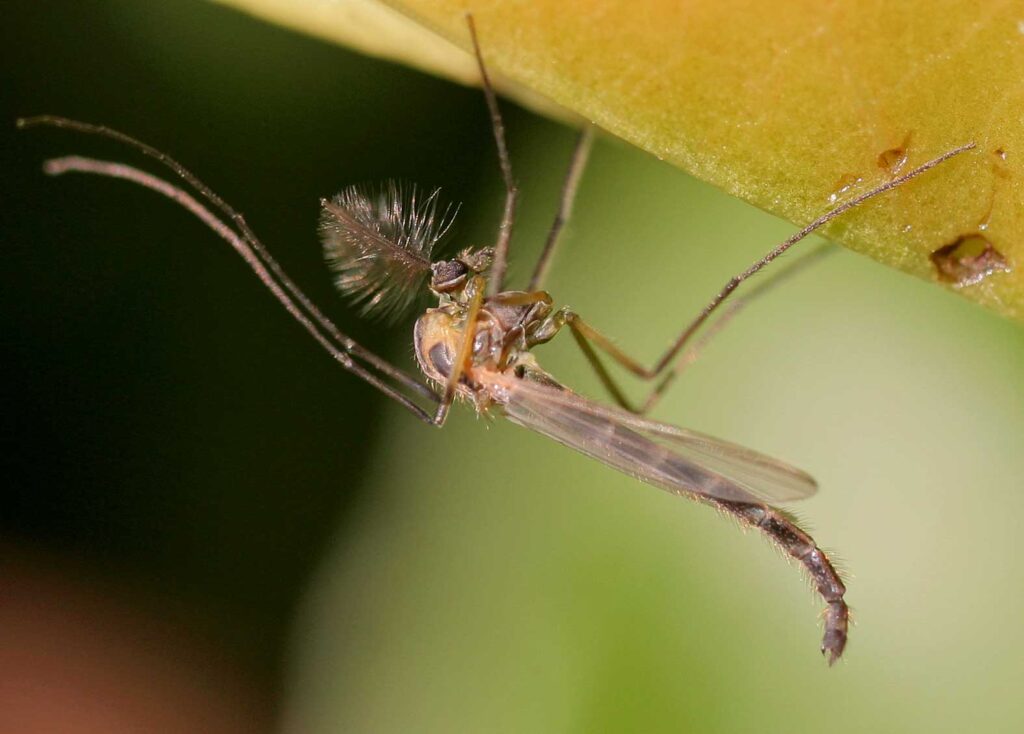 Chironomus plumosus (árvaszúnyog)