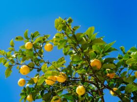 Mit érdemes tudni a citromfáról?