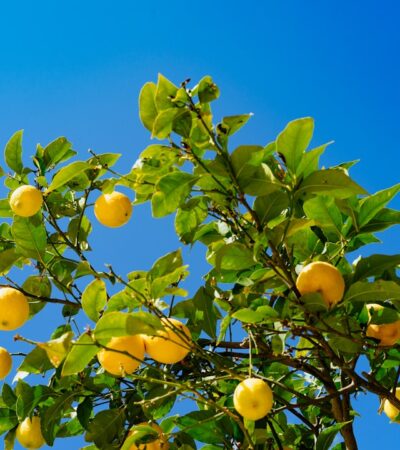 Mit érdemes tudni a citromfáról?