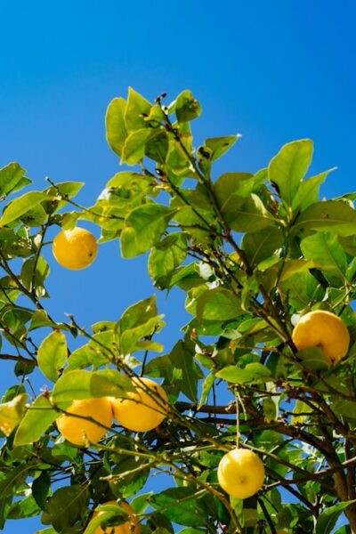 Mit érdemes tudni a citromfáról?